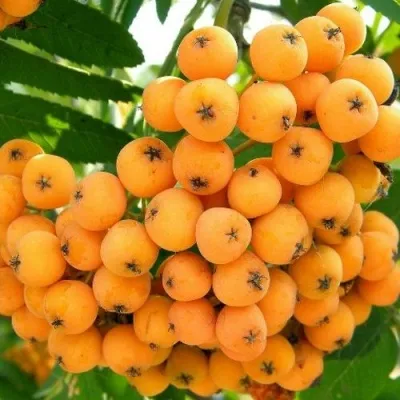 Рябина НЕВЕЖИНСКАЯ ЖЕЛТАЯ сладкоплодная — описание сорта Рябина НЕВЕЖИНСКАЯ ЖЕЛТАЯ сладкоплодная в Балашихе