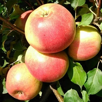 Яблоня ЭМБАССИ  Яблоня ЭМБАССИ в Балашихе