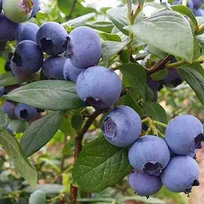 Голубика ХАРРИСОН  Голубика ХАРРИСОН в Балашихе