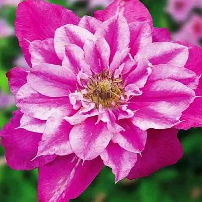 Клематис МАЙ ДАРЛИНГ   Клематис МАЙ ДАРЛИНГ  в Балашихе