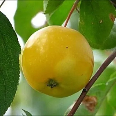 Яблоня КИТАЙКА ЖЁЛТАЯ колонновидная  Яблоня КИТАЙКА ЖЁЛТАЯ колонновидная в Балашихе