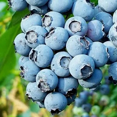 Голубика БРИГИТТА БЛЮ  Голубика БРИГИТТА БЛЮ в Балашихе