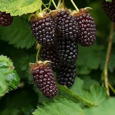 Ежемалина в Балашихе