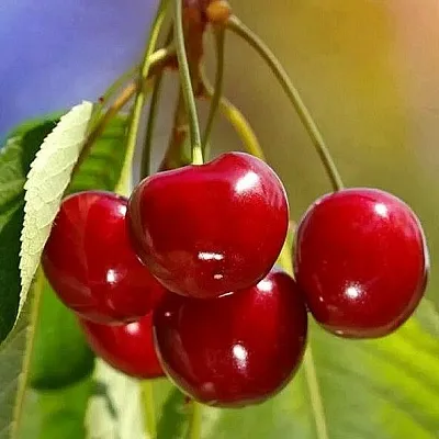 Черешня ТЕРЕМОШКА  Черешня ТЕРЕМОШКА в Балашихе