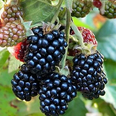 Ежевика ОУАЧИТА бесшипная  Ежевика ОУАЧИТА бесшипная в Балашихе