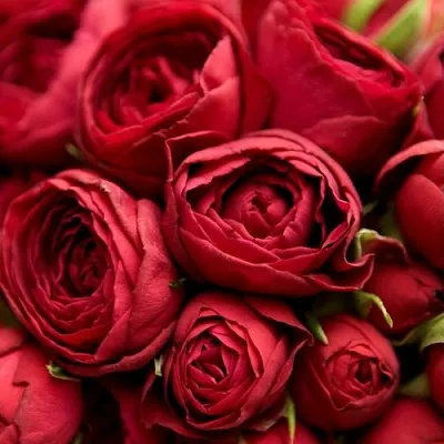 Саженцы роз РЕД ЛЕЙС спрей в Балашихе