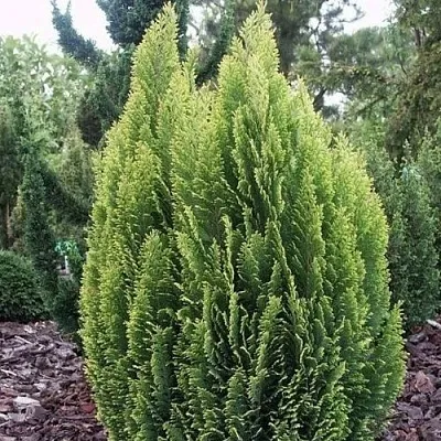 Кипарисовик ЭЛВУДИ ЭМПАЙР лавсана в Балашихе