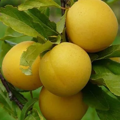 Слива СОЛНЫШКО в Балашихе