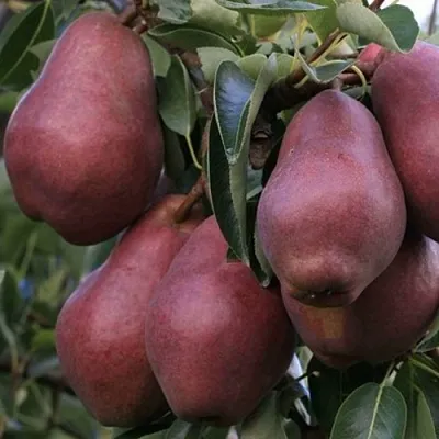 Груша РЕД ВИЛЬЯМС  Груша РЕД ВИЛЬЯМС в Балашихе