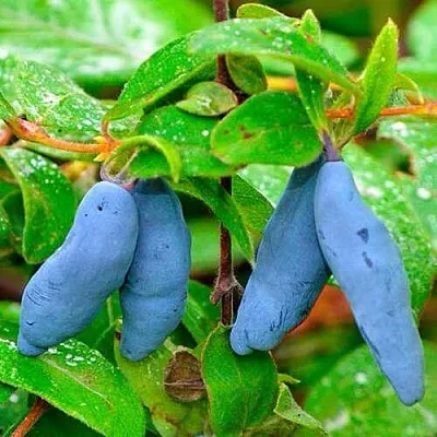 Жимолость съедобная МОРЕНА в Балашихе