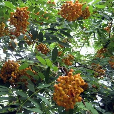 Рябина НЕВЕЖИНСКАЯ ЖЕЛТАЯ сладкоплодная — описание сорта Рябина НЕВЕЖИНСКАЯ ЖЕЛТАЯ сладкоплодная в Балашихе