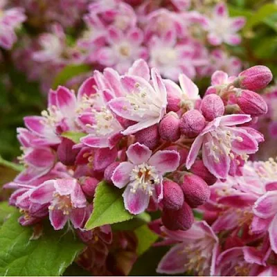 Дейция СТРОБЕРРИ ФИЛДС   Дейция СТРОБЕРРИ ФИЛДС  в Балашихе