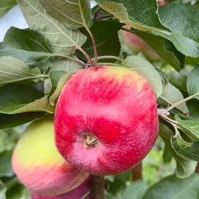 Яблоня АРБАТ колонновидная  Яблоня АРБАТ колонновидная в Балашихе