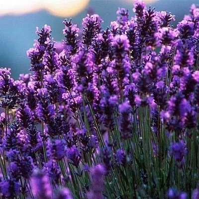 Лаванда в Балашихе