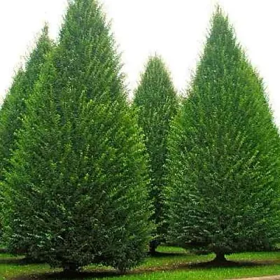 Граб   Граб  в Балашихе