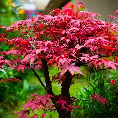 Клен дланевидный АТРОПУРПУРЕУМ  Клен дланевидный АТРОПУРПУРЕУМ в Балашихе