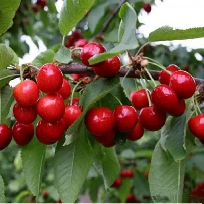 Черешня ДОНЕЦКАЯ КРАСАВИЦА  Черешня ДОНЕЦКАЯ КРАСАВИЦА в Балашихе