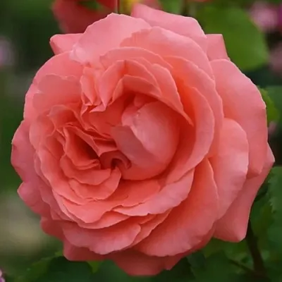 Саженцы роз ДИДИ БРИДЖУОТЕР плетистая  Саженцы роз ДИДИ БРИДЖУОТЕР плетистая в Балашихе