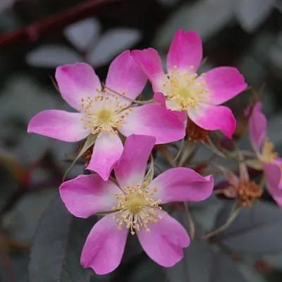 Саженцы роз сизая в Балашихе