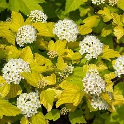 Пузыреплодник ДАРТС ГОЛД  Пузыреплодник ДАРТС ГОЛД в Балашихе