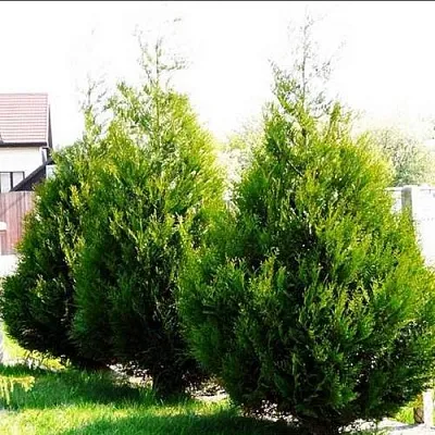 Туя АТРОВИРЕНС складчатая в Балашихе