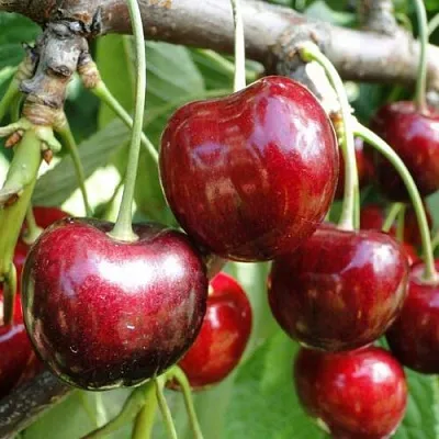 Черешня САШЕНЬКА  Черешня САШЕНЬКА в Балашихе