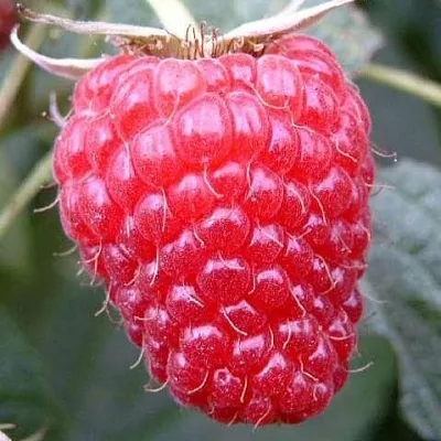 Ремонтантная в Балашихе