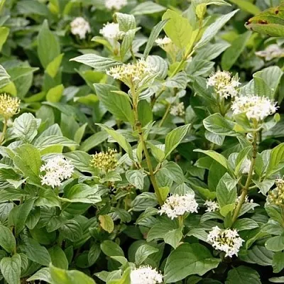 Дерен ФЛАВИРАМЕА отпрысковый   Дерен ФЛАВИРАМЕА отпрысковый  в Балашихе