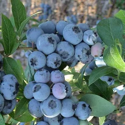 Голубика НОРТЛАНД  Голубика НОРТЛАНД в Балашихе