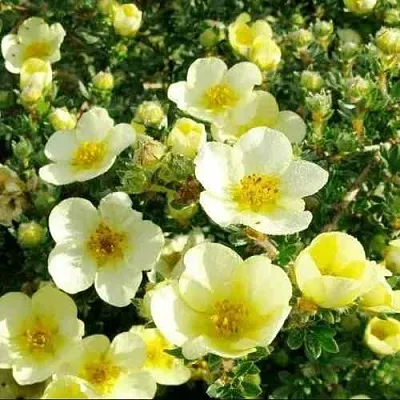 Лапчатка КЛОНДАЙК кустарниковая  Лапчатка КЛОНДАЙК кустарниковая в Балашихе