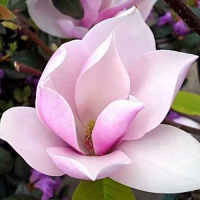 Магнолия АЛЕКСАНДРИНА  в Балашихе