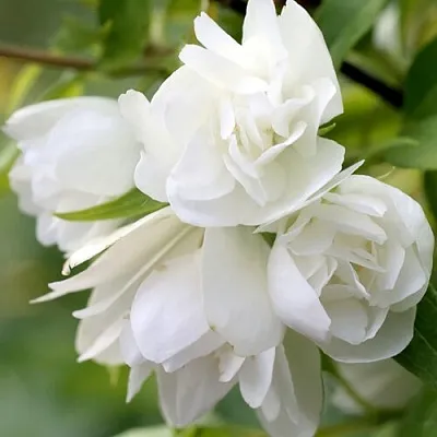 Жасмин МАНТО Д’ЭРМИН  Жасмин МАНТО Д’ЭРМИН в Балашихе