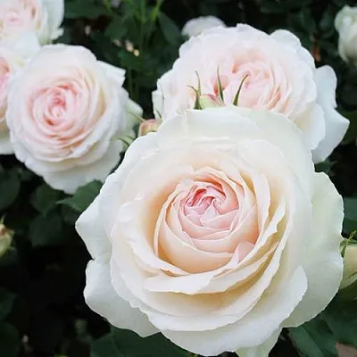 Саженцы роз ПАЛЕ РОЯЛЬ плетистая  Саженцы роз ПАЛЕ РОЯЛЬ плетистая в Балашихе