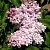 Сирень МИЛОСЕРДИЕ в Балашихе