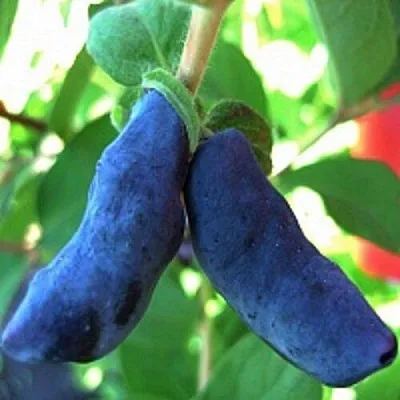 Жимолость съедобная БАКЧАРСКИЙ ВЕЛИКАН в Балашихе