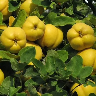 Цидония в Балашихе