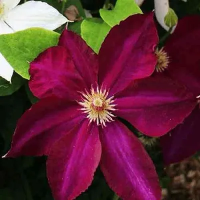 Клематис МАЗОВШЕ  Клематис МАЗОВШЕ в Балашихе