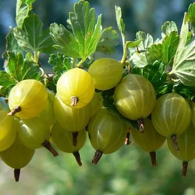 Крыжовник ХИННОНМАЙНЕН КЕЛЬТАЙНЕН в Балашихе