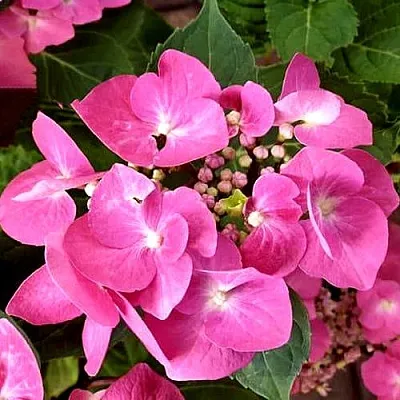 Гортензия ТАУБЕ крупнолистная  Гортензия ТАУБЕ крупнолистная в Балашихе