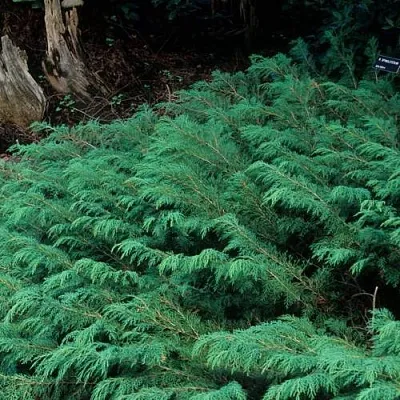 Микробиота в Балашихе