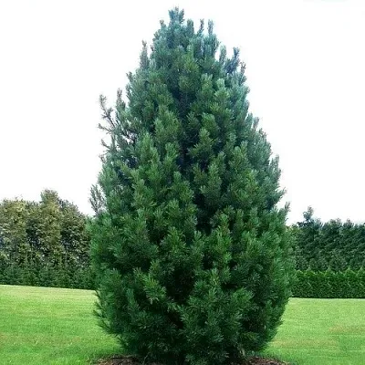 Сосна кедровая  в Балашихе