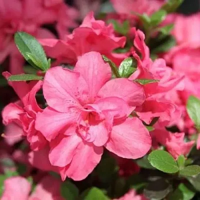 Азалия РОКОКО японская  Азалия РОКОКО японская в Балашихе