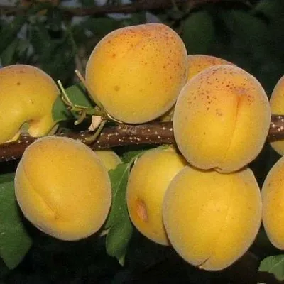 Абрикос ДЕСЕРТНЫЙ ГОЛУБЕВА в Балашихе