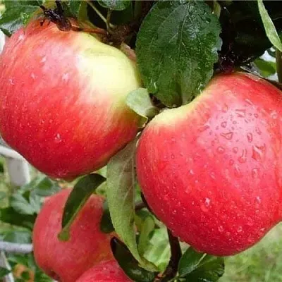 Яблоня ЖЕНЕВА (ЖЕНЕВА ЭРЛИ)  Яблоня ЖЕНЕВА (ЖЕНЕВА ЭРЛИ) в Балашихе