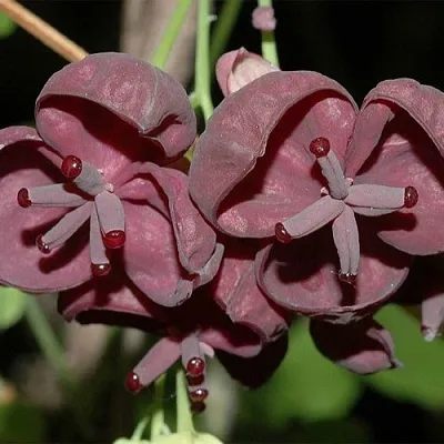 Акебия в Балашихе