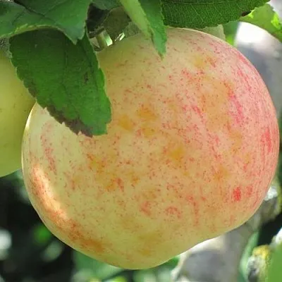Яблоня ЛЕТНЕЕ СЛАДКОЕ  Яблоня ЛЕТНЕЕ СЛАДКОЕ в Балашихе