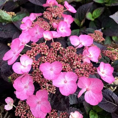 Гортензия ДАРЕДЕВИЛ пильчатая в Балашихе