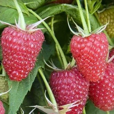 Малина ЕВРАЗИЯ в Балашихе