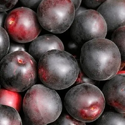 Абрикос ЧЕРНЫЙ ПРИНЦ в Балашихе