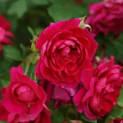 Саженцы роз КВАДРА плетистая  Саженцы роз КВАДРА плетистая в Балашихе